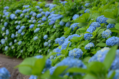 紫陽花の咲く道