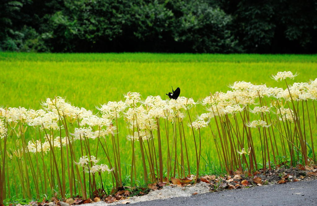 黒一点