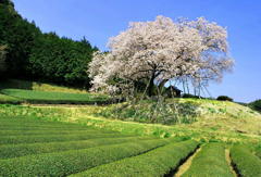 茶畑に咲く一本桜