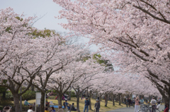 花見日和