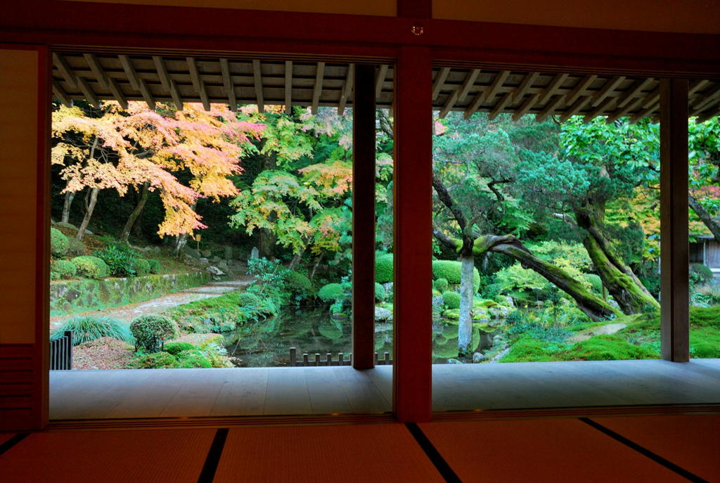 雷山千如寺大悲王院の大カエデ(7) 