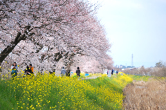 菜の花と桜の競演