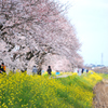 菜の花と桜の競演