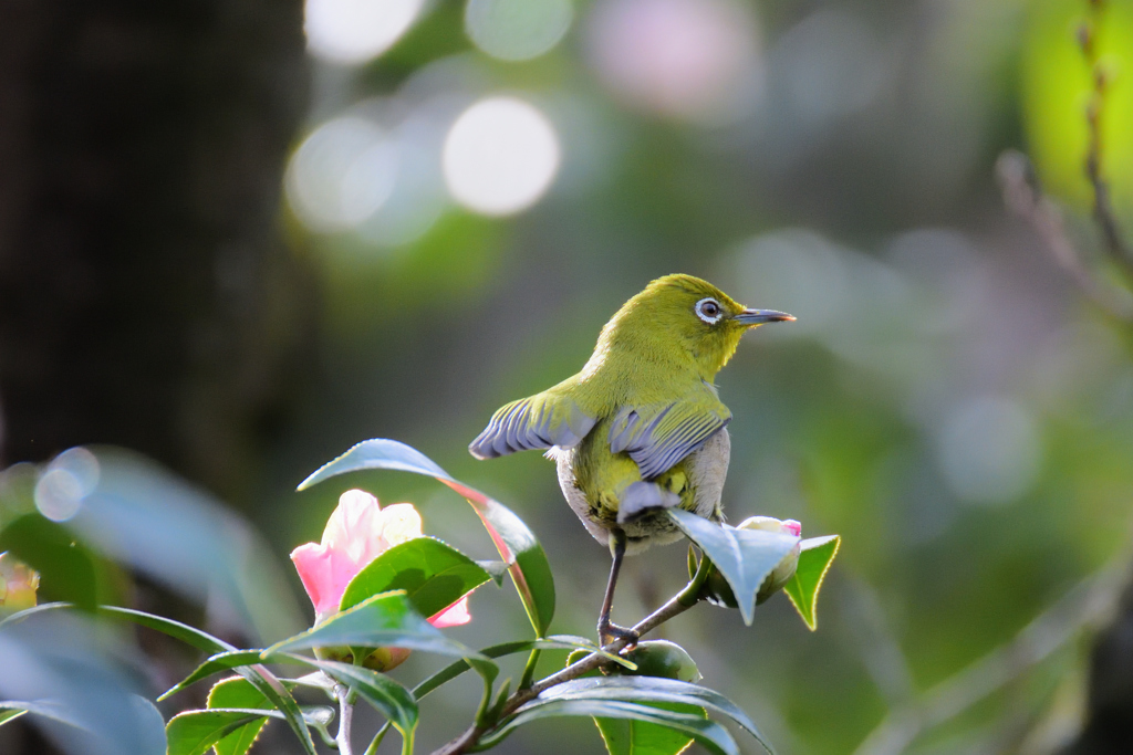 春めいて