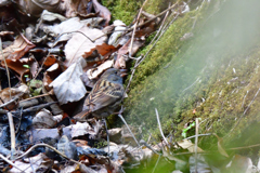 まさかのクロジ