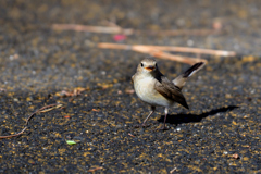 地上に舞い降りた天使