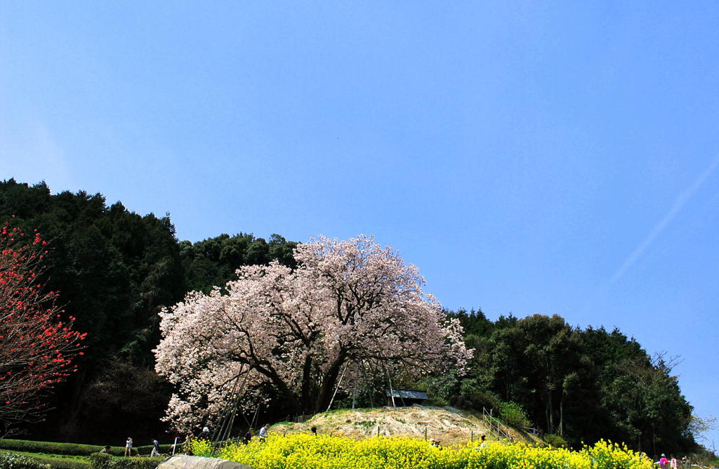 のどかな春