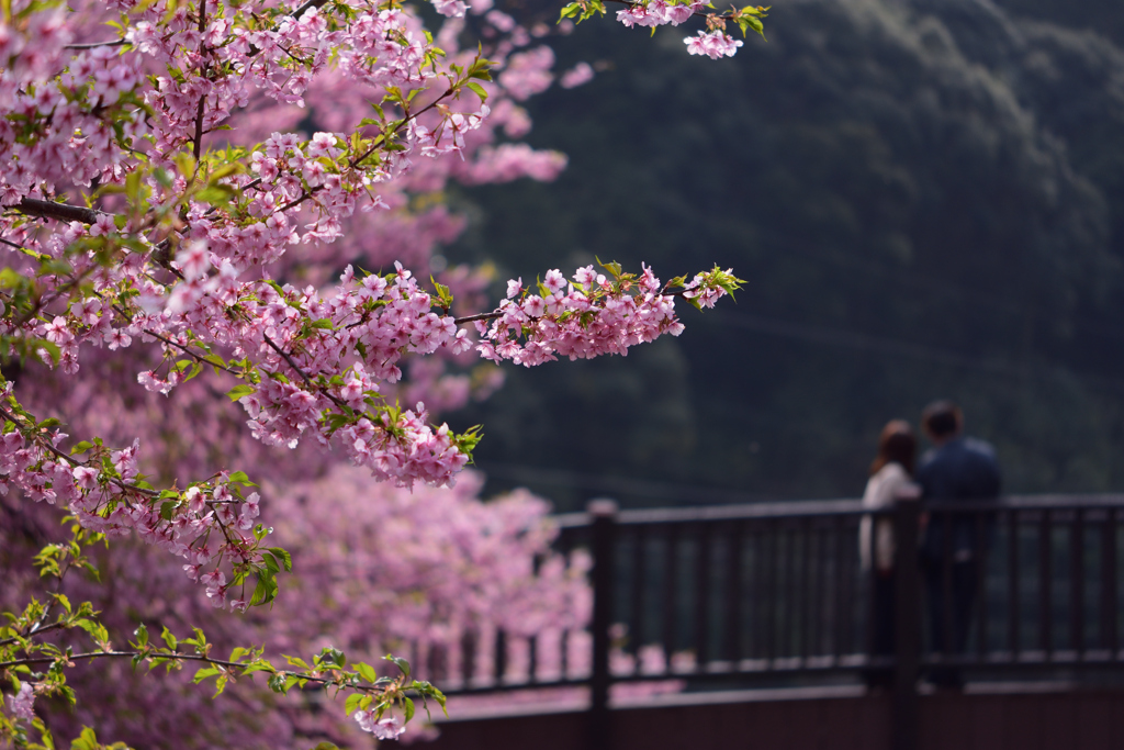 ほたる橋