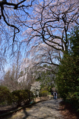 枝垂れ桜の道