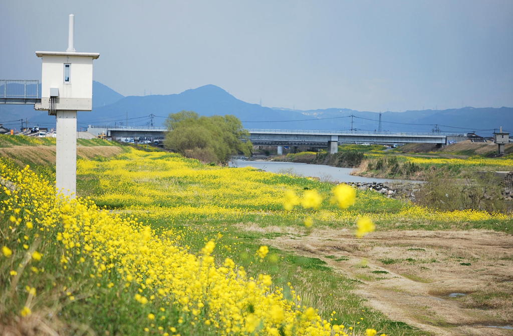 菜の花畑