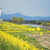 菜の花畑