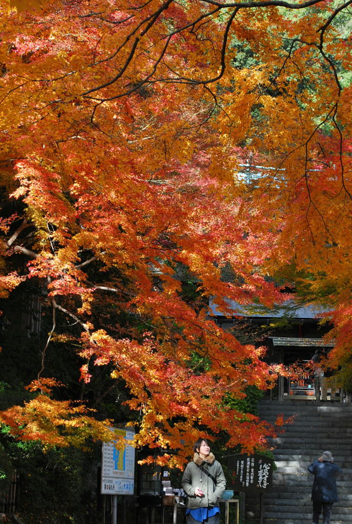 大興善寺の紅葉（１５）