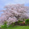 河川敷の桜
