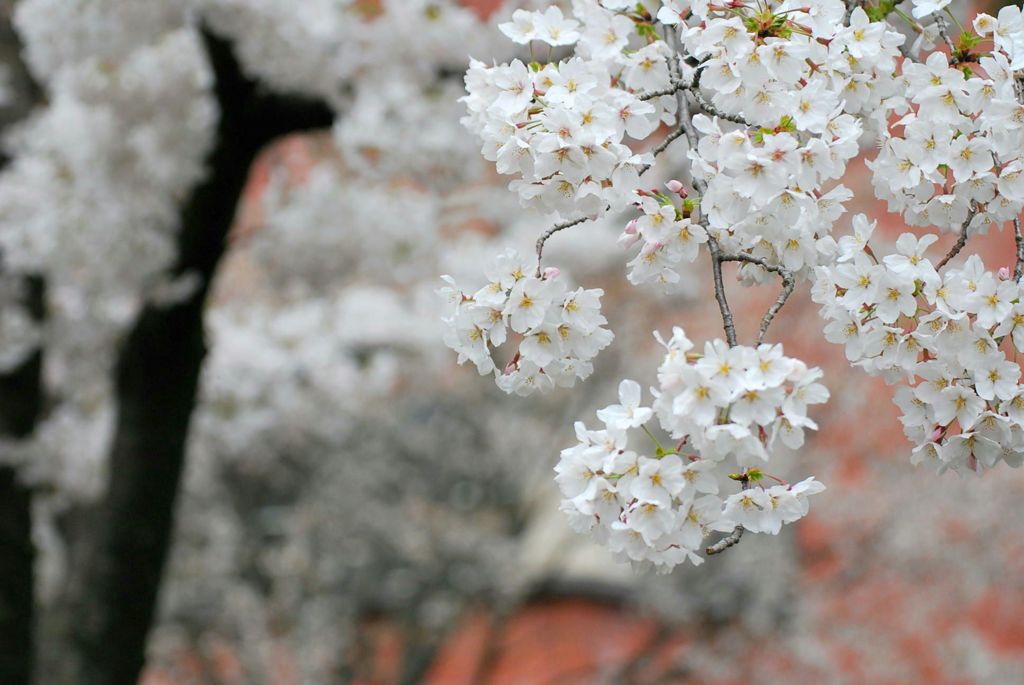 お花見日和