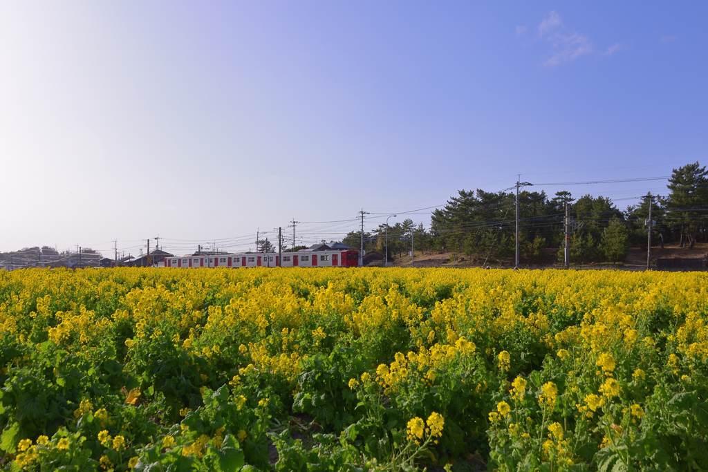 春色列車