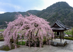 真浄寺のしだれ桜