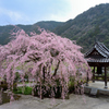 真浄寺のしだれ桜
