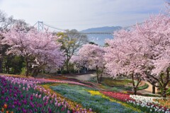 火の山公園トルコチューリップ園
