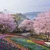 火の山公園トルコチューリップ園