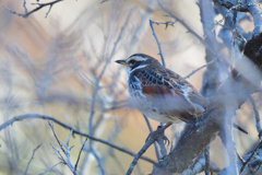 まったりツグミ