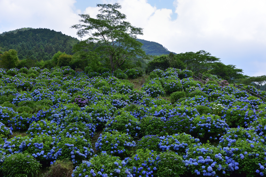 紫陽花ブルー