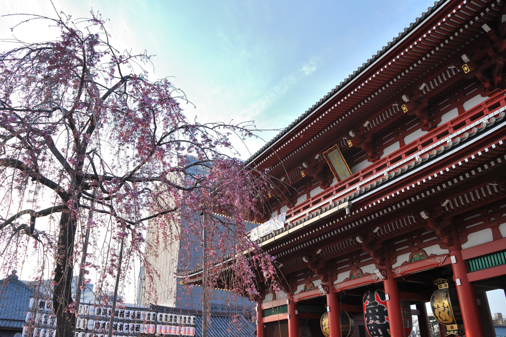 浅草寺で見た桜