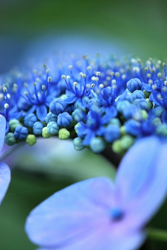 紫陽花の世界