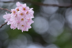 雨上がりの桜