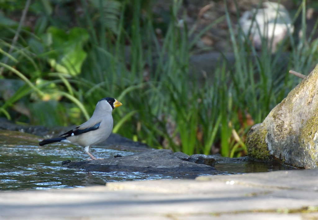 水辺のイカル