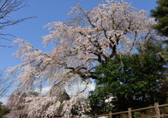 大原のしだれ桜