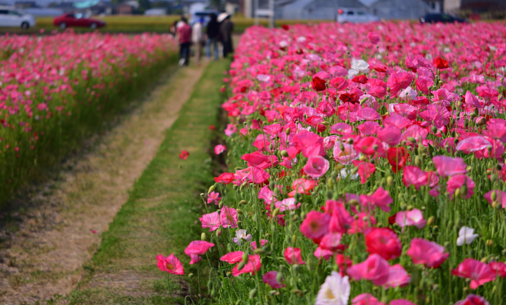 満開のポピー園