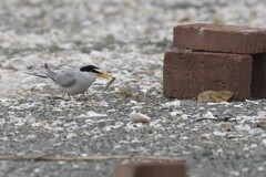 大きすぎて、食べきれないよ