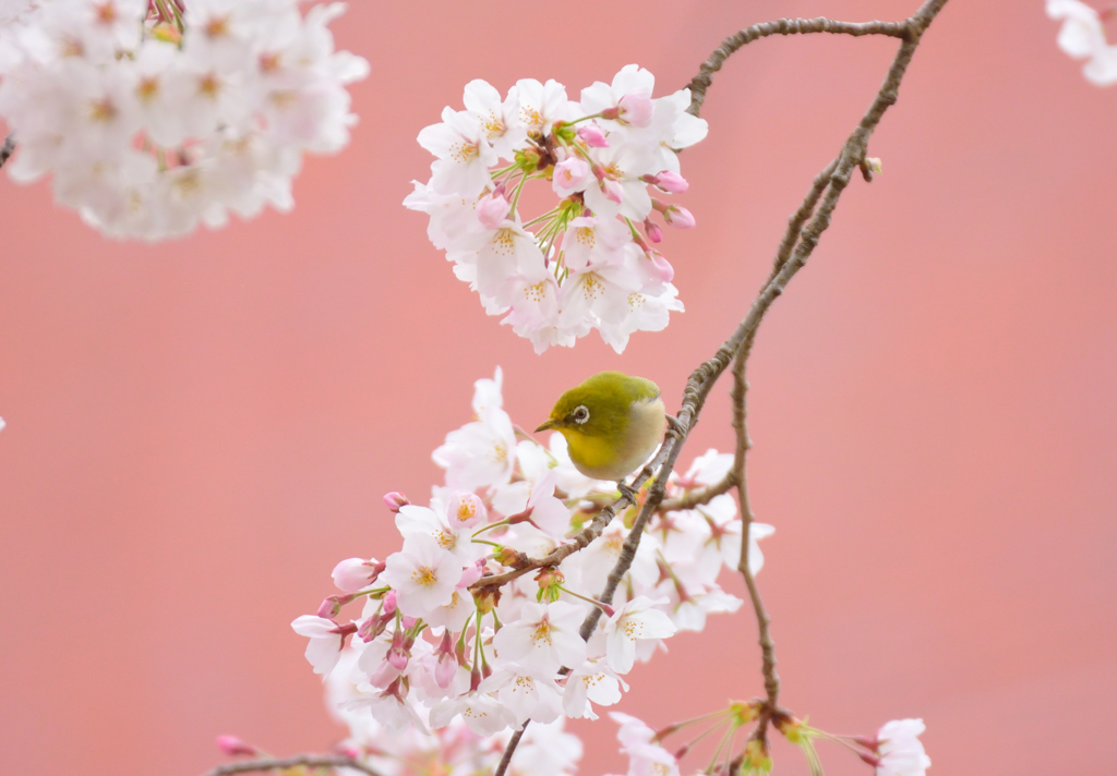 桜色に染まる