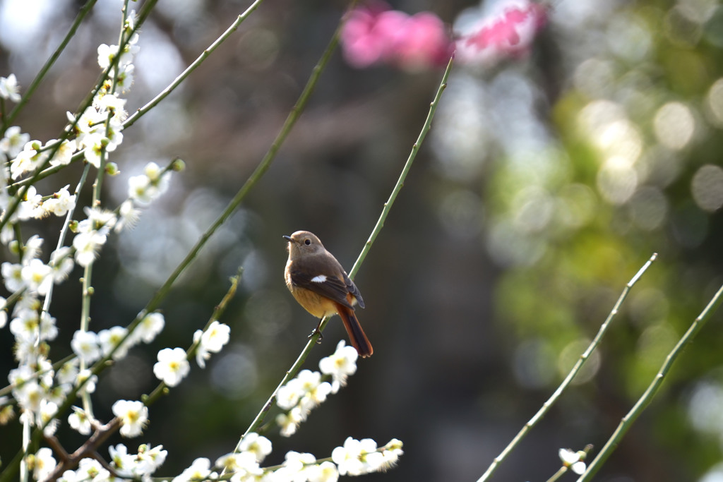 春の輝き