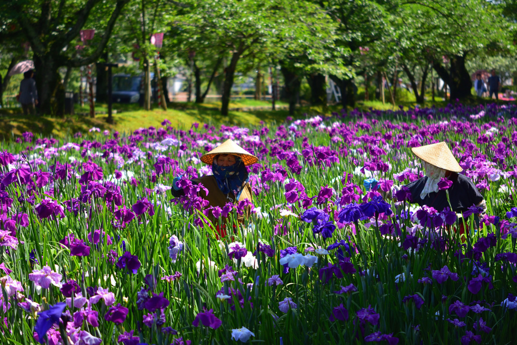 花柄摘み