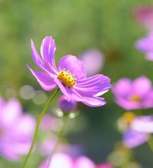 コスモスを君に