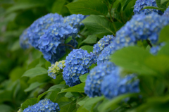 紫陽花の季節