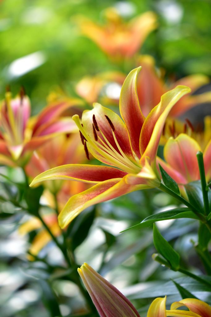 Lily