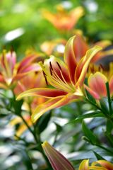 Lily