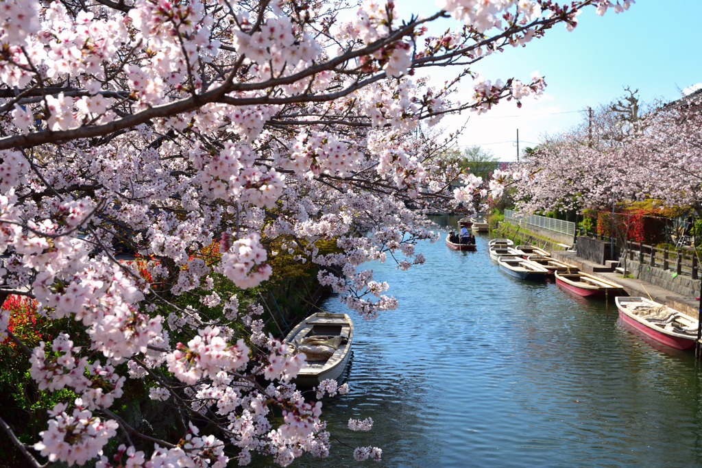 桜の下で川下り