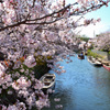 桜の下で川下り
