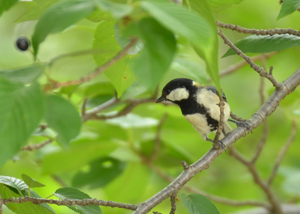 シジュウカラ（３）