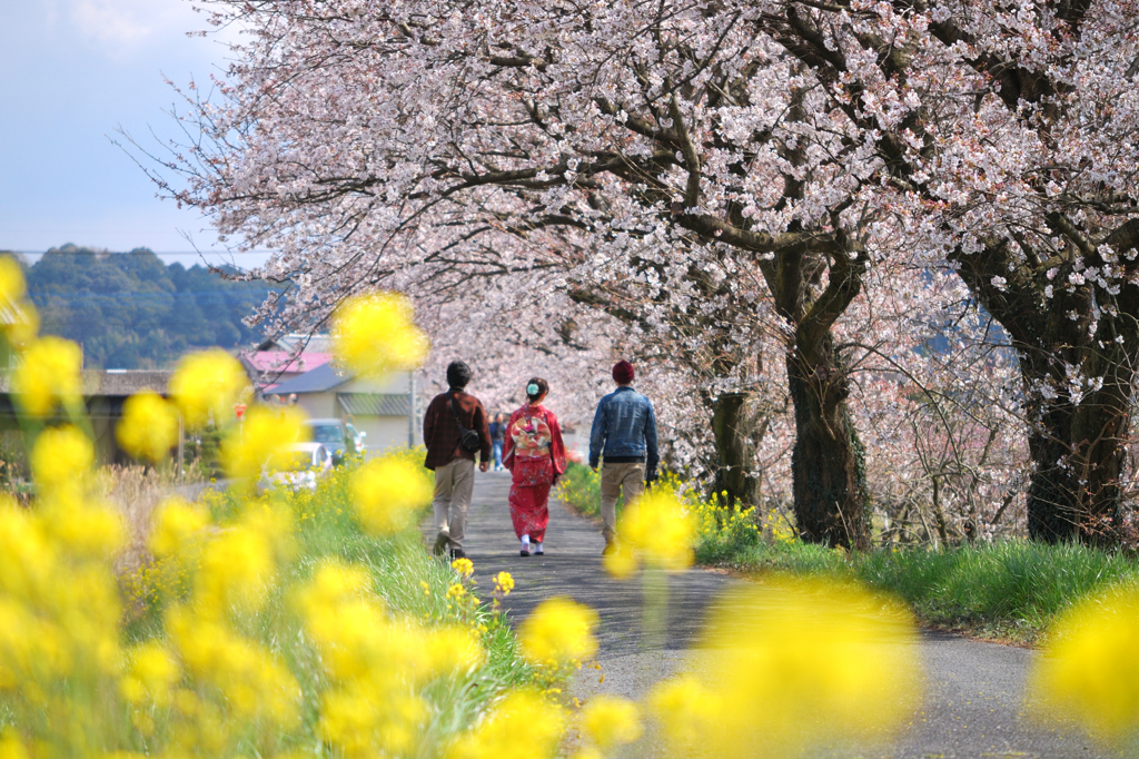 桜と菜の花に囲まれて