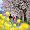 桜と菜の花に囲まれて