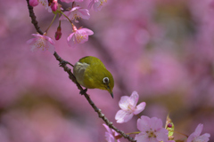 お近づきに