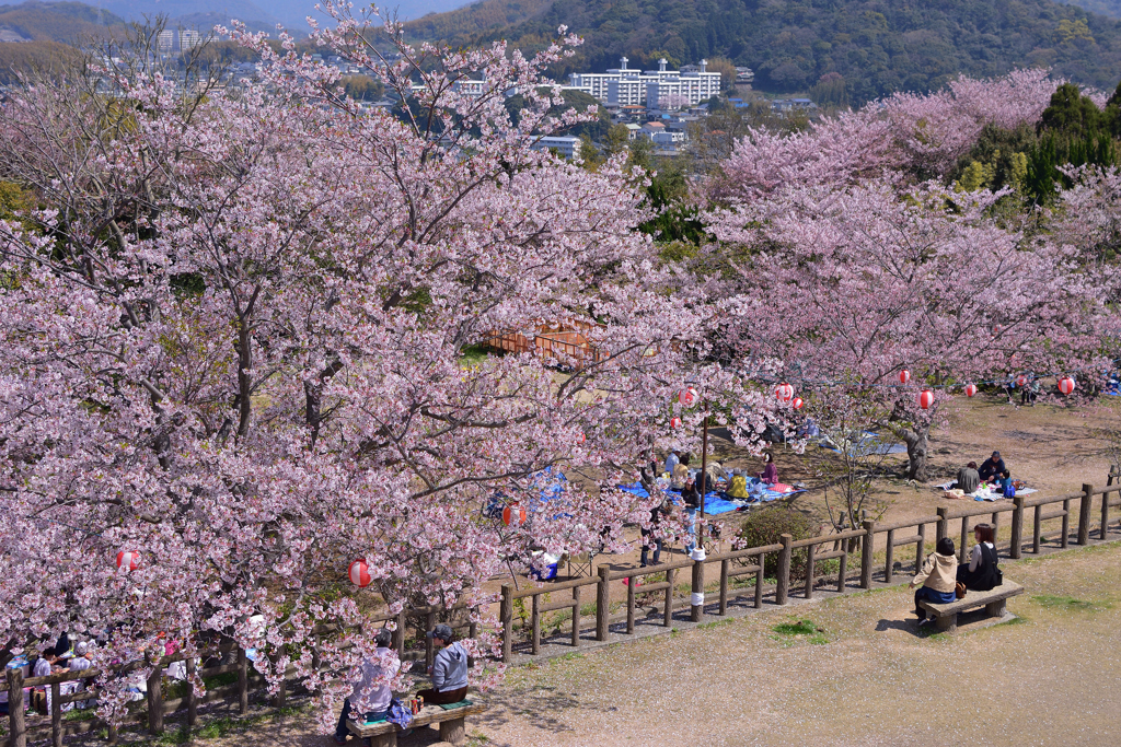お花見スポット