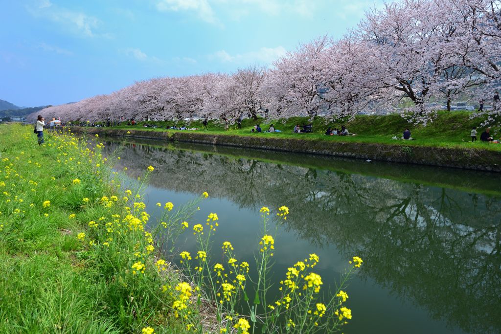 花見日和