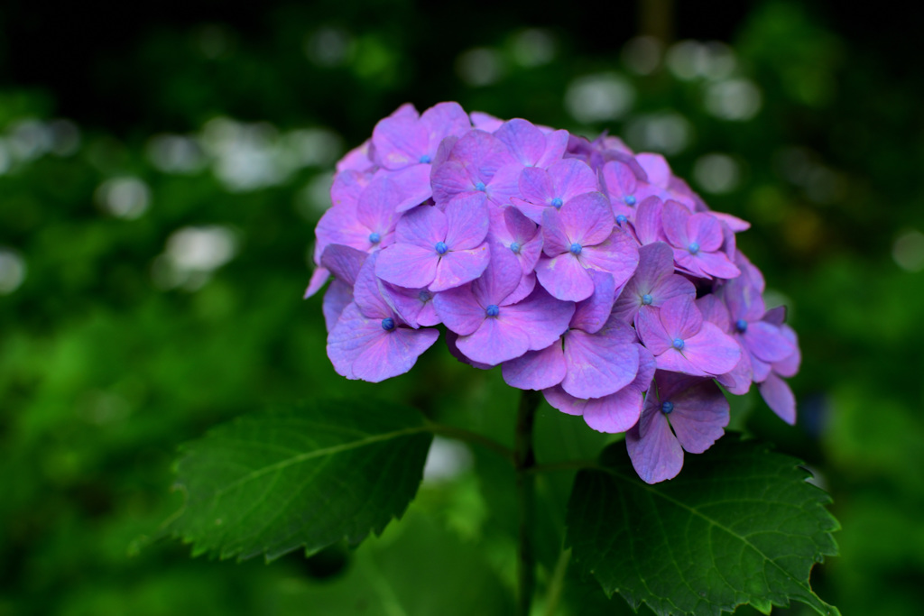 山の中の紫陽花