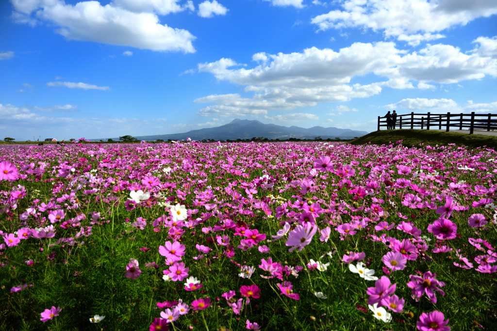 雲仙岳を望む