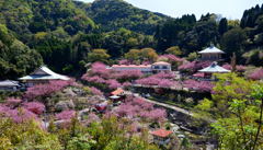 一心寺の春